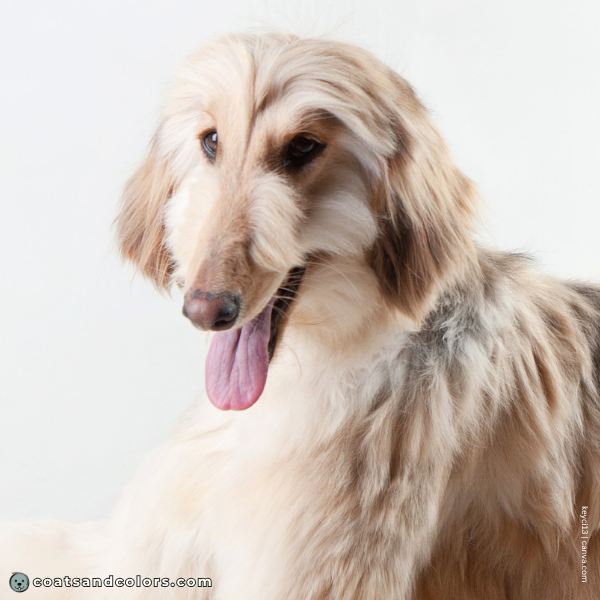 coatsandcolors.com Afghan Hound Colors monkey whiskers