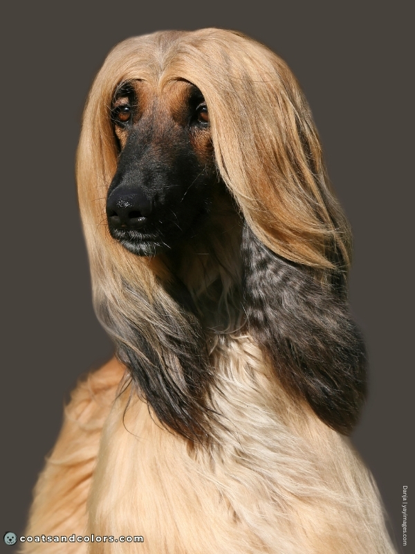 coatsandcolors.com Afghan Hound Colors nose color black