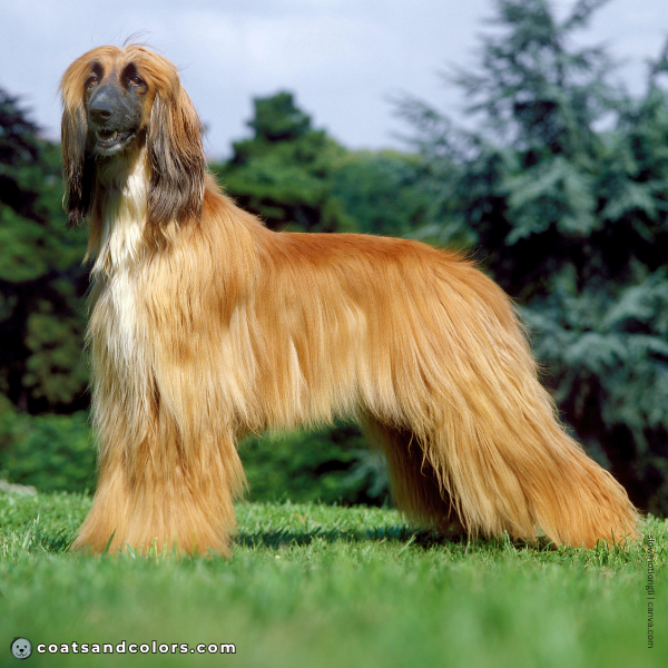 coatsandcolors.com Afghan Hound Colors red 3