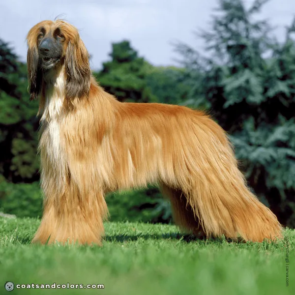 coatsandcolors.com Afghan Hound Colors red 3