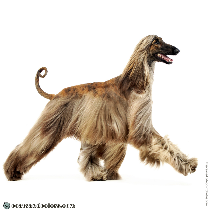 coatsandcolors.com Afghan Hound Colors red brindle