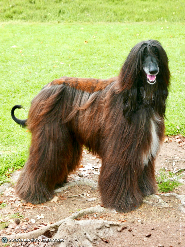 coatsandcolors.com Afghan Hound Colors reddish black brindle