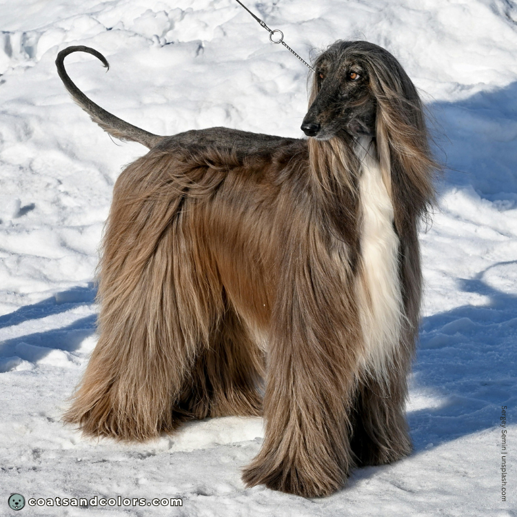 coatsandcolors.com Afghan Hound Colors reddish black