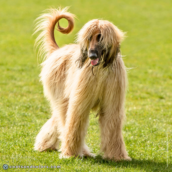 coatsandcolors.com Afghan Hound Colors tail curled