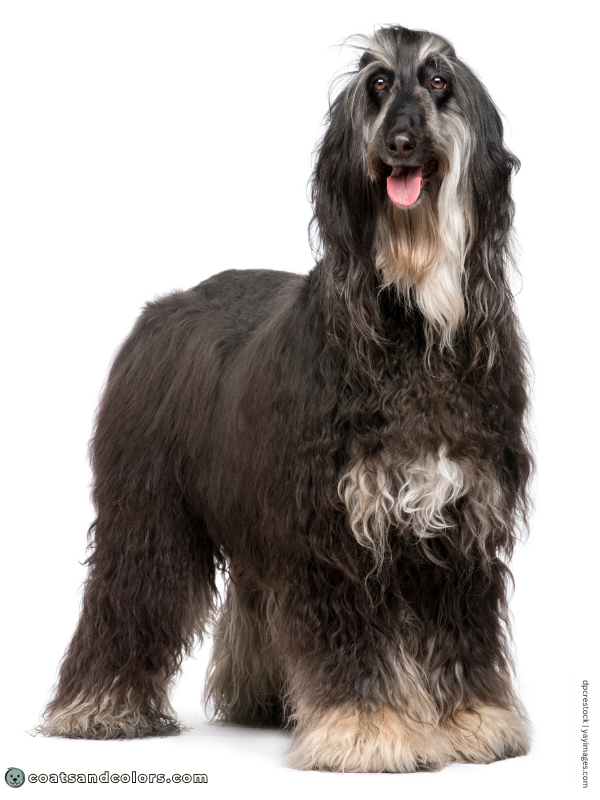 coatsandcolors.com Afghan Hound Colors white spot chest