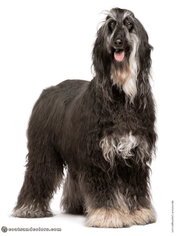 coatsandcolors.com Afghan Hound Colors white spot chest