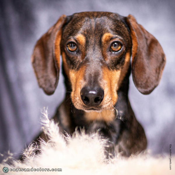 coatsandcolors.com Agouti Face Markings Dachshund