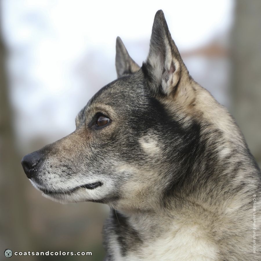 coatsandcolors.com Agouti Face Markings Swedish Vallhund side