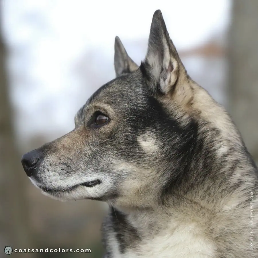 coatsandcolors.com Agouti Face Markings Swedish Vallhund side