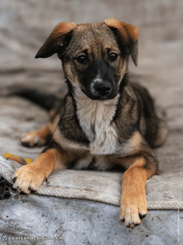 coatsandcolors.com Agouti Face Markings agouti puppy 2