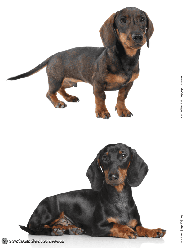 coatsandcolors.com Agouti Face Markings agouti vs tan point Dachshund
