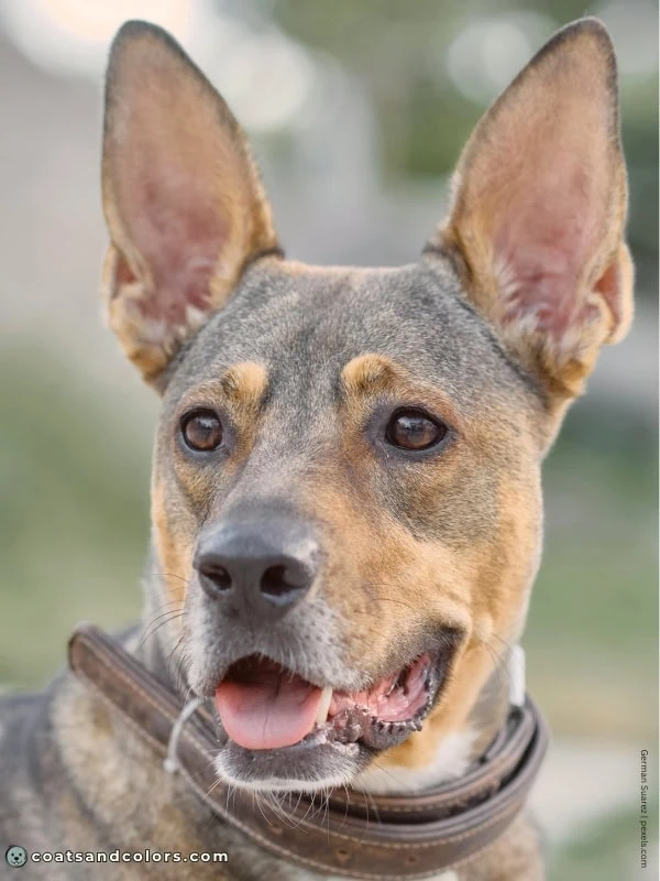 coatsandcolors.com Agouti Face Markings example 1