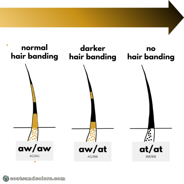 coatsandcolors.com Agouti Face Markings hair banding vs solid dark