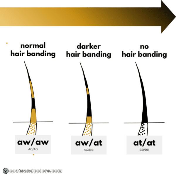 coatsandcolors.com Agouti Face Markings hair banding vs solid dark