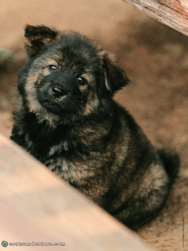 coatsandcolors.com Agouti Face Markings pup