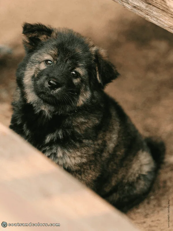 coatsandcolors.com Agouti Face Markings pup