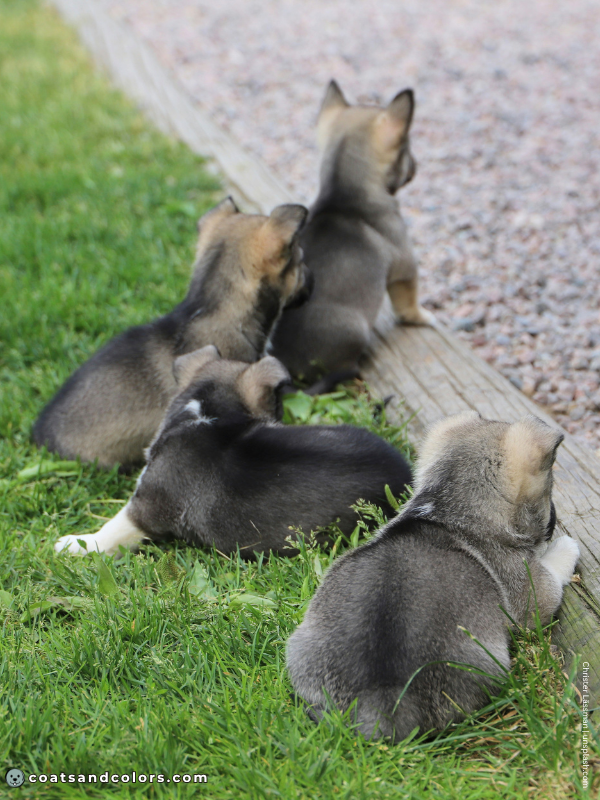 coatsandcolors.com Agouti Face Markings puppies