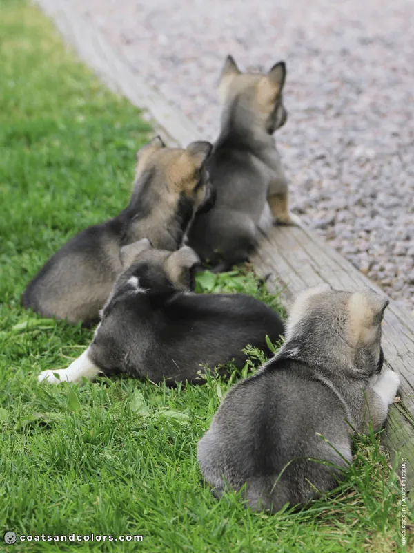 coatsandcolors.com Agouti Face Markings puppies