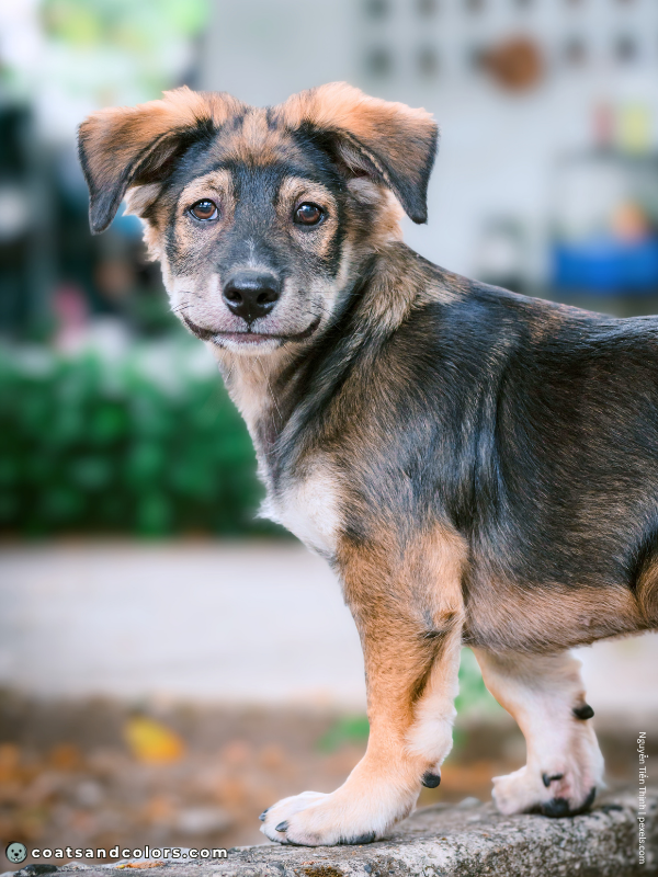 coatsandcolors.com Agouti Face Markings puppy goggles
