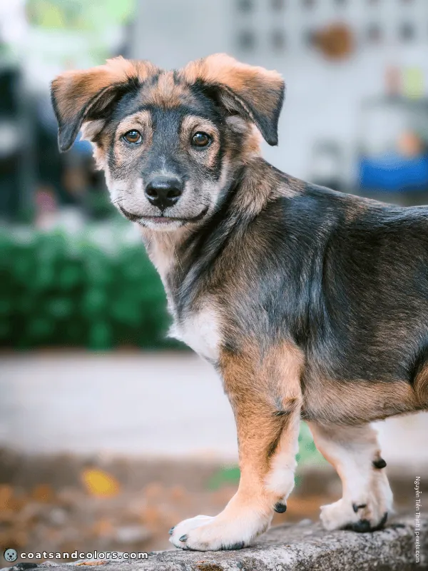 coatsandcolors.com Agouti Face Markings puppy goggles
