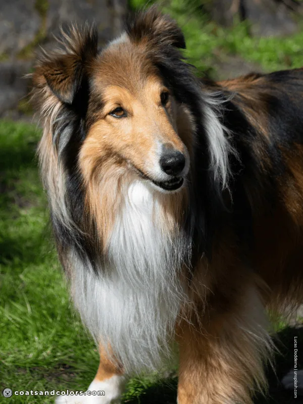coatsandcolors.com Agouti Face Markings sable tan face