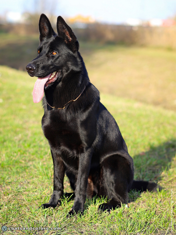 coatsandcolors.com Agouti Locus A Locus Recessive Black GSD