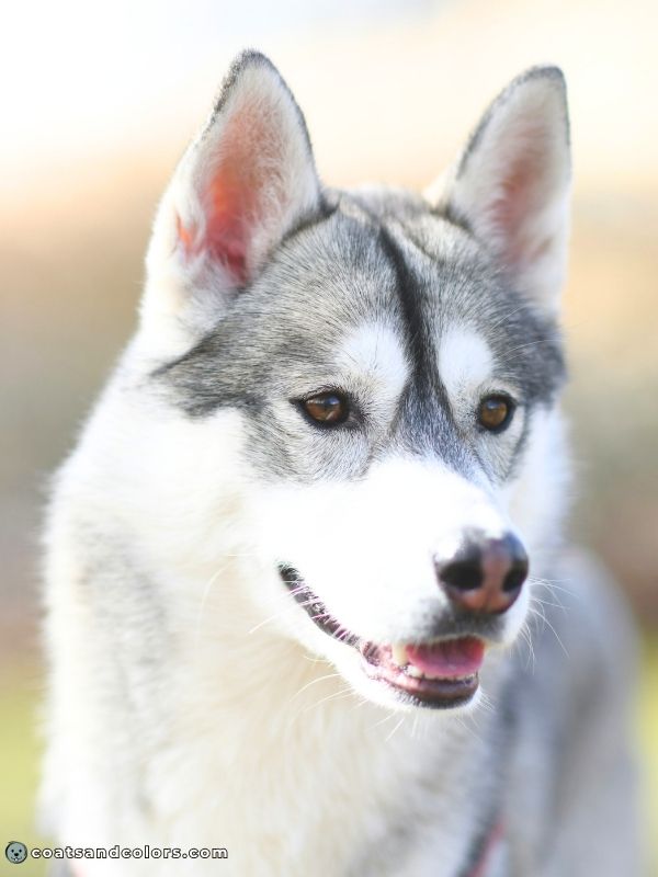 coatsandcolors.com Agouti aw agouti domino