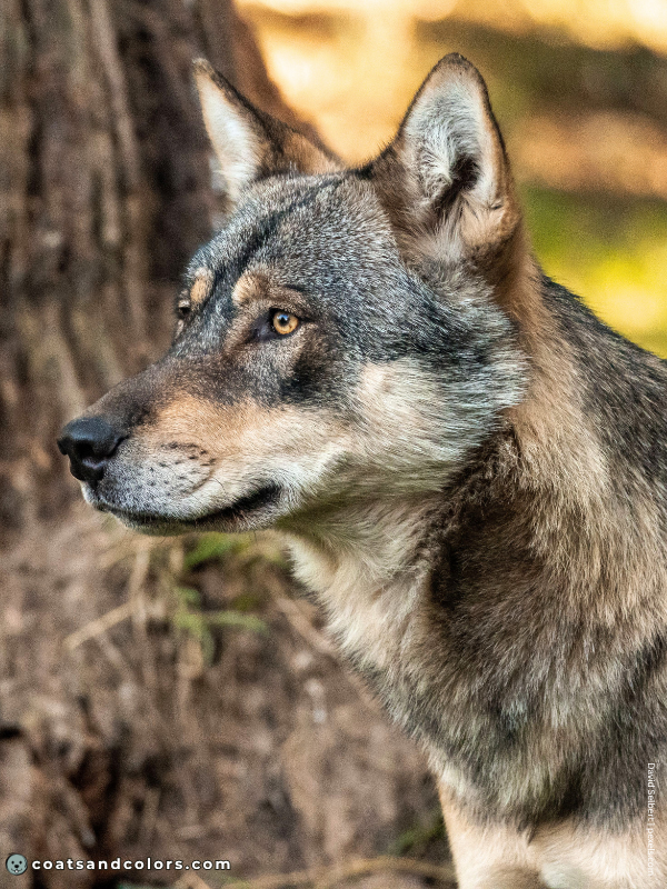 coatsandcolors.com Agouti aw agouti wolf