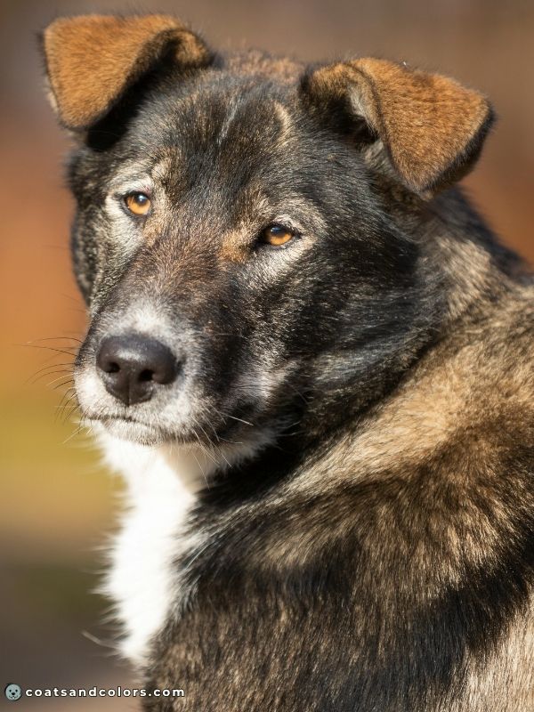 coatsandcolors.com Agouti aw back of the ears