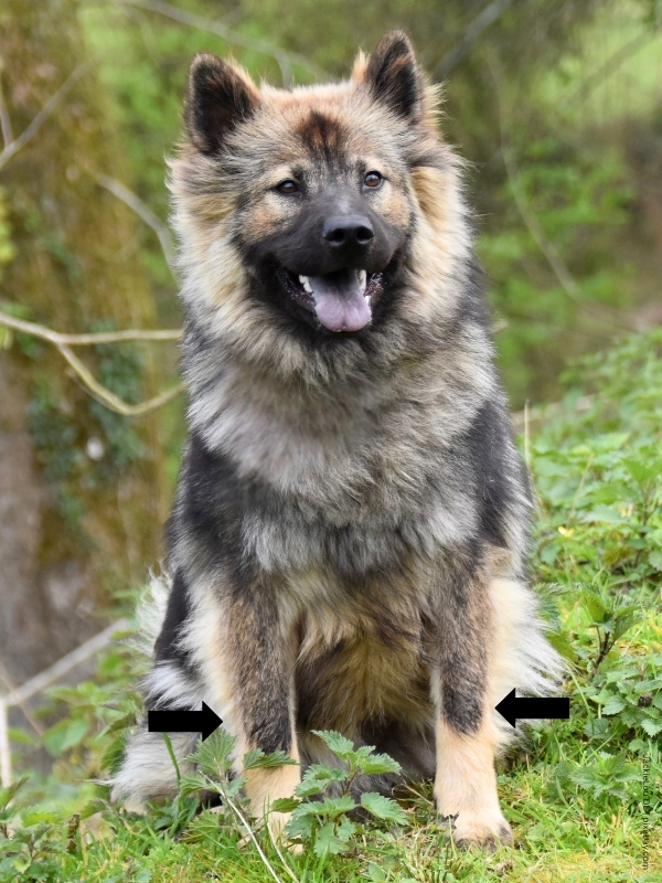 coatsandcolors.com Agouti aw banded leg markings 1