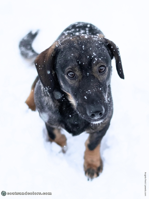 coatsandcolors.com Agouti aw black mask 1