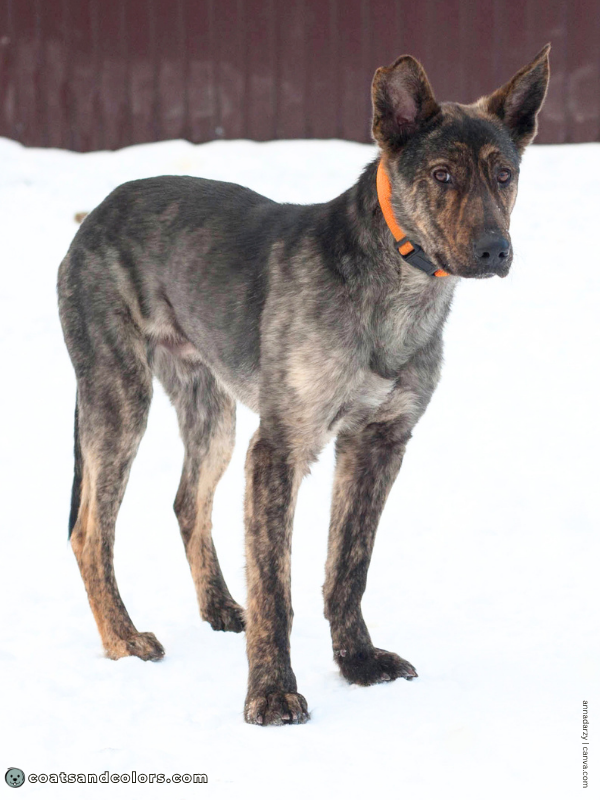 coatsandcolors.com Agouti aw brindle
