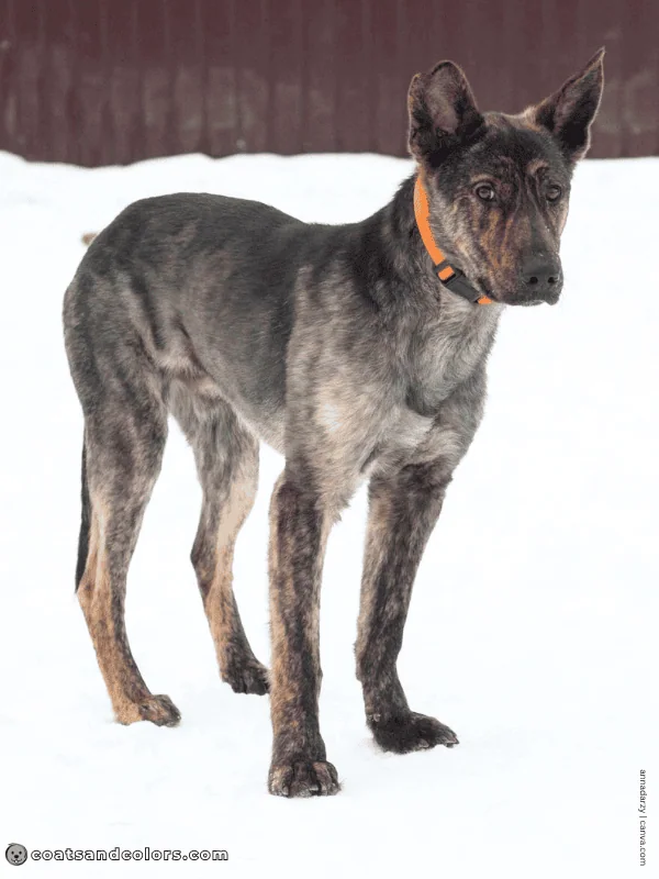 coatsandcolors.com Agouti aw brindle