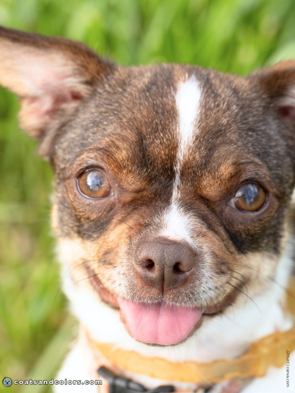 coatsandcolors.com Agouti aw brown agouti 1b