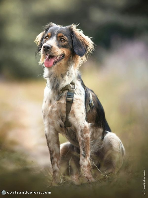 coatsandcolors.com Agouti aw dark agouti ticking