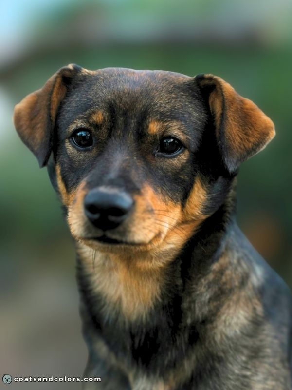 coatsandcolors.com Agouti aw face markings dark agouti
