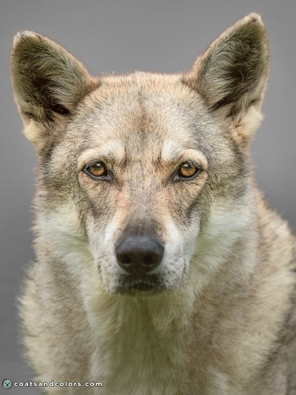 coatsandcolors.com Agouti aw face markings