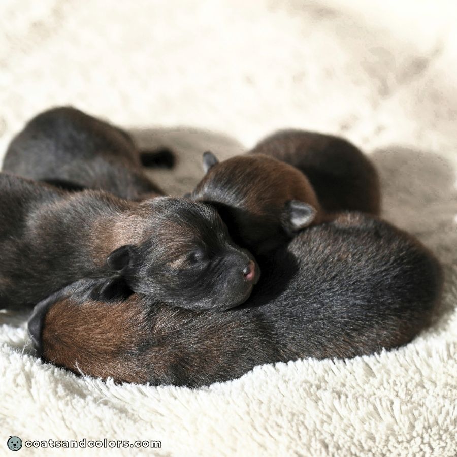 coatsandcolors.com Agouti aw puppies