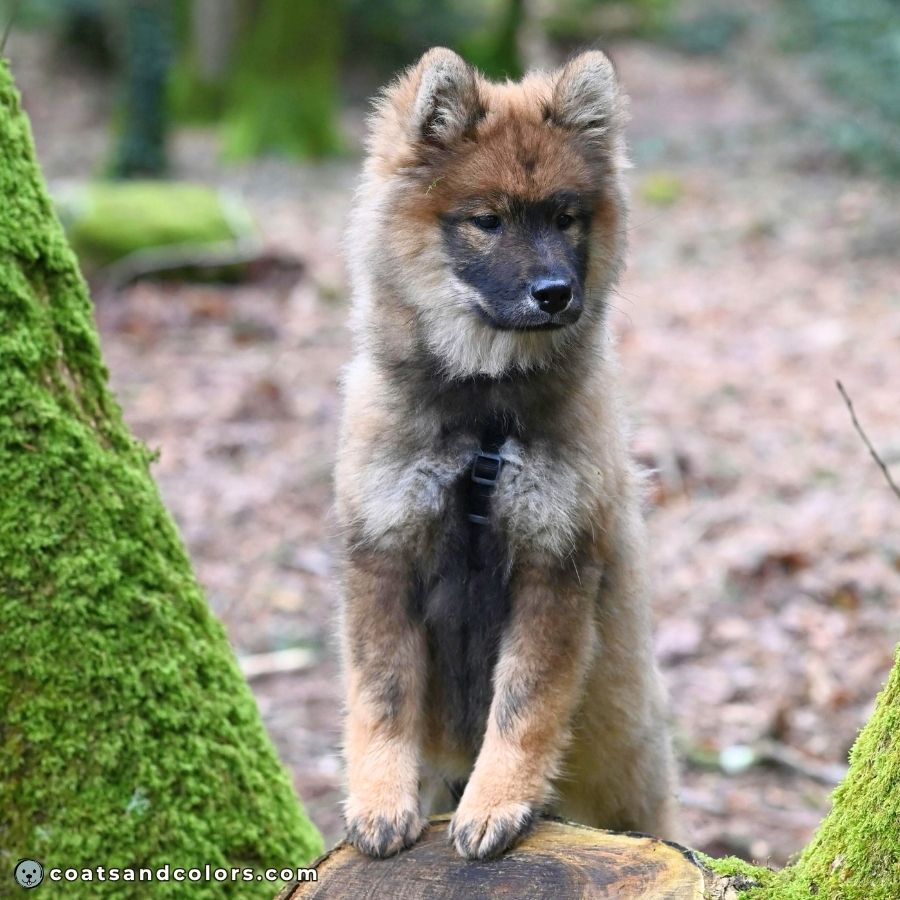 coatsandcolors.com Agouti aw puppy pale phase