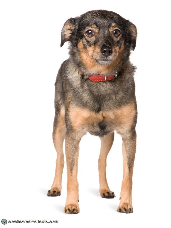 coatsandcolors.com Agouti aw tan markings