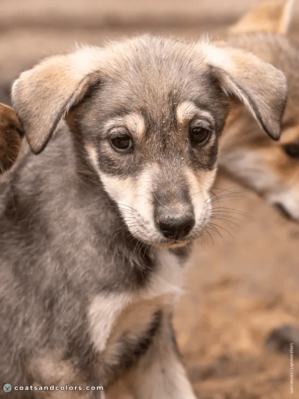 coatsandcolors.com Agouti aw face markings puppy 2