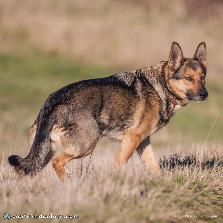 coatsandcolors.com Agouti aw saddle tan agouti