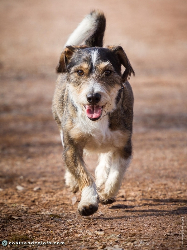 coatsandcolors.com Agouti aw wirehaired agouti