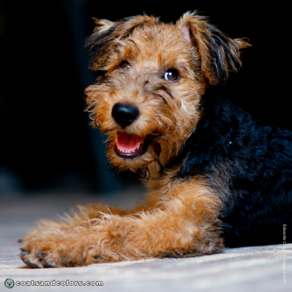 coatsandcolors.com Airedale Terrier Colors base color black