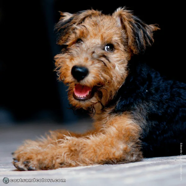 coatsandcolors.com Airedale Terrier Colors base color black