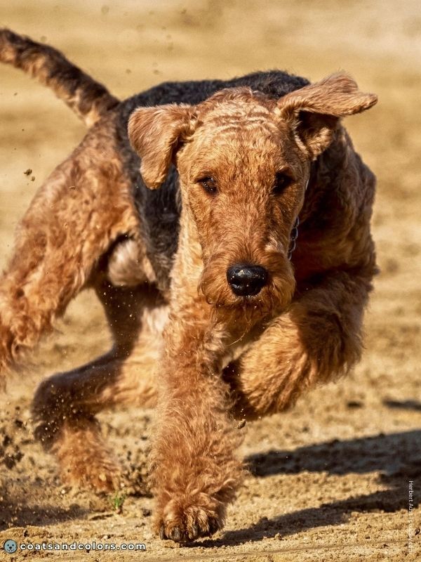 coatsandcolors.com Airedale Terrier Colors black gold saddle 2