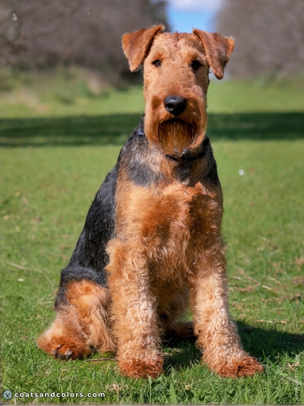 coatsandcolors.com Airedale Terrier Colors black gold saddle