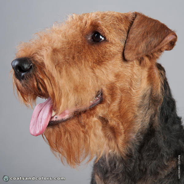 coatsandcolors.com Airedale Terrier Colors black nose