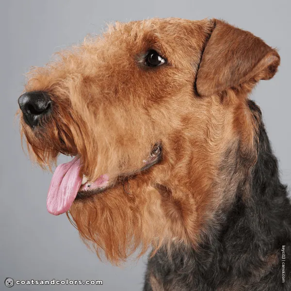coatsandcolors.com Airedale Terrier Colors black nose
