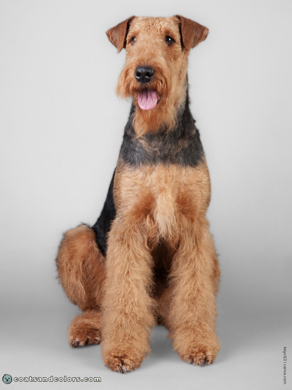 coatsandcolors.com Airedale Terrier Colors black tan saddle